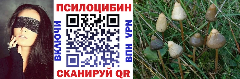 Псилоцибиновые грибы Cubensis  Воронеж 